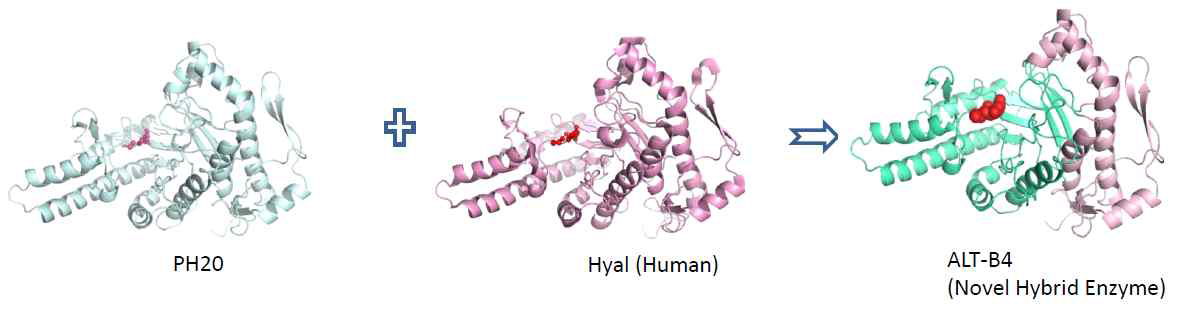 PH20에 다른 히알루로니다제의 특정 Domain을 도입한 ALT-B4 변이체 제작의 모식도