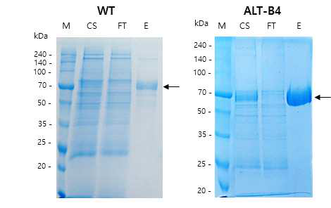 ExpiCHO 세포에서 야생형 PH20과 ALT-B4의 발현량 비교. 야생형 PH20과 ALT-B4에 대한 chromatography 정제 후 SDS 전기영동 결과. (M: marker, CS: culture supernatant, FT: flow-through, E: elution.)
