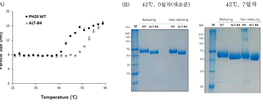 야생형 PH20과 ALT-B4의 열 안정성 비교. (A) 야생형 PH20과 ALT-B4 효소의 단백질 응집온도 비교. DLS로 온도에 따른 단백질의 입자크기 변화를 측정하였음. (B) 야생형 PH20과 ALT-B4 시료를 42℃에서 7일간 방치 후 SDS-PAGE한 결과