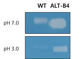 야생형(WT) PH20과 ALT-B4 효소에 대한 substrate-gel assay 결과. Substrate-gel assay는 히알루론산이 포함된 SDS gel을 이용하여 SDS-PAGE 후, Triton X-100으로 SDS를 제거하고, 효소의 최적 온도인 37℃에서 1시간 동안 효소 반응을 하고 Alcian blue 염색약으로 SDS-gel에 남아 있는 히알루론산을 염색하는 것임. 히알루로니다제 작용에 의해 히알루론산이 분해된 지역은 투명하게 보임