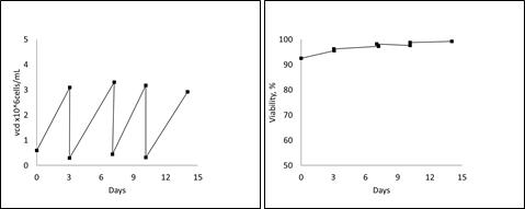 RCB 생산을 위한 세포배양시의 VCD 및 viability