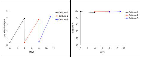 MCB 생산을 위한 세포배양시의 VCD 및 viability