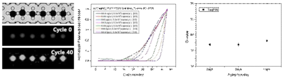 플라스틱 PCR 칩 상에 배열한 TaqPIN을 이용한 serial dilution 결과 및 보관 안전성 실험 결과