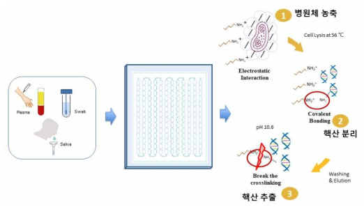 다양한 임상 시료를 이용한 나노구조 필름 코팅된 전처리 키트 원리 및 효율 비교 분석