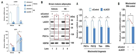 LACE1의 억제발현 시에 갈색지방세포 내 미토콘드리아 에너지대사 변화