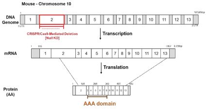 CRISPR / Cas9 시스템을 이용한 LACE1 KO 마우스 모델 구축