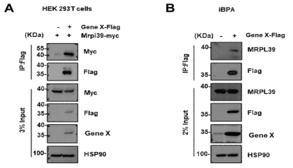 면역침강법을 통한 Gene X 단백질과 MRPL39 단백질의 상호작용 확인