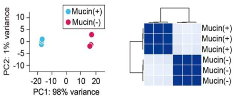 PCA분석을 통한 활성배양 AK균주(Mucin(-))와 비활성배양 AK균주(Mucin(+))의 유전자발현 구분