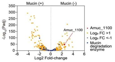 활성배양 AK균주(Mucin(-))에서 up-regulation 되는 유전자 선별