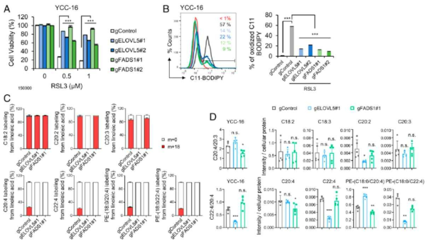 ELOVL5 및 FADS1이 결핍된 항암제 내성암 세포주의 페롭토시스 반응성