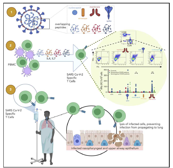 코로나19 특이적 T 세포 epitope를 이용한 면역반응의 유도