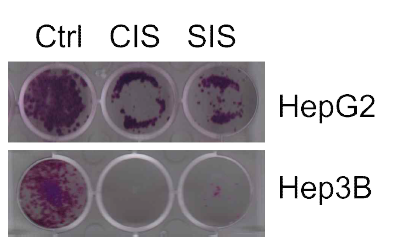 세포 노화 유발에 의한 HepG2와 Hep3B 세포의 군집 형성 (colony forming assay) 효과 확인. CIS, cytokine-induced senescence; SIS, stress-induced senescence