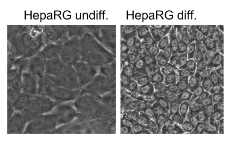 HepaRG의 간세포 분화