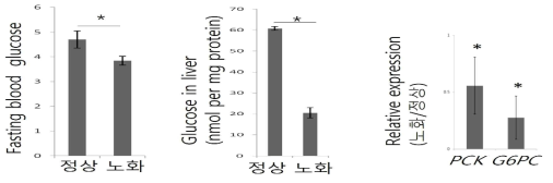 노화 유도 마우스에서의 포도당 농도와 당신생경로 유전자의 발현 확인