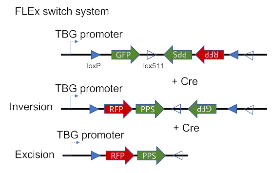 FLEx switch system for codon optimized PPS. Lentiviral system