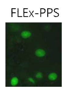 FLEx-PPS를 발현하는 lenti-vurs에 감염된 간암세포의 이미지