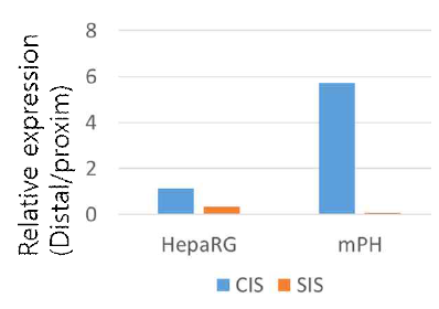 HepaRG와 마우스 primary heaptocyte (mPH)에서의 distal 5‘UTR 과 proximal 5’UTR 간의 발현 비교