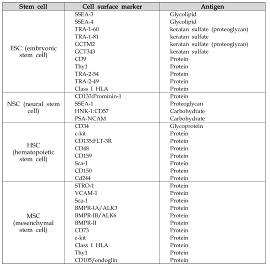 줄기세포들의 세포 표식 마커들