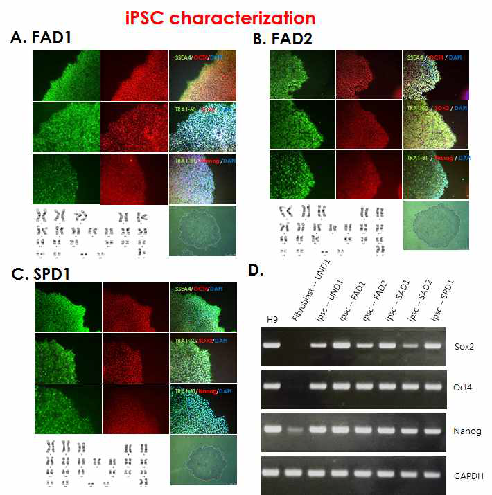 iPS 구축 및 전분화능 관련 특성 및 기능 검증