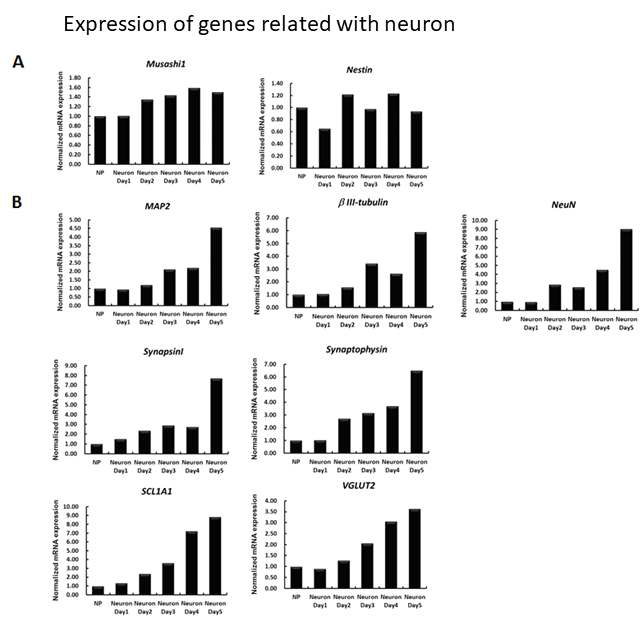 신경세포 표지 유전자 발현량 평가