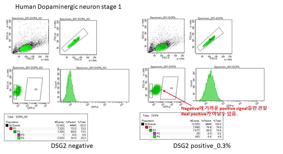 인간배아줄기세포를 도파민성 신경세포로 분화, DSG2 항체 결합 후 FACS 진행