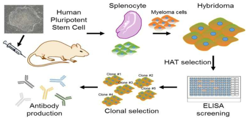 마우스 면역반응을 통한 미분화 줄기세포 표적항체 제작 모식도