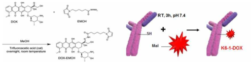 K6-1-DOX 복합체 제작 모식도