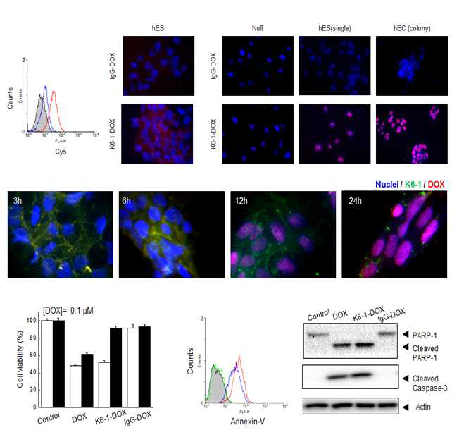 K6-1-DOX 복합체의 미분화줄기세포 표적지향형 및 Apoptosis 유도 검증