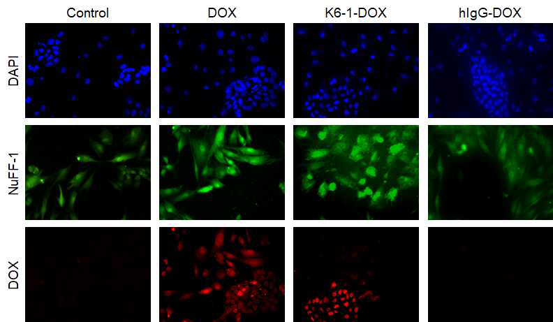 분화/미분화 혼합 배양 조건에서의 K6-1-DOX 복합체의 표적지향능