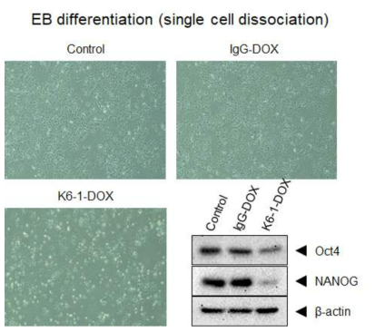 Dissociated EB에서의 K6-1-DOX 유효성 평가