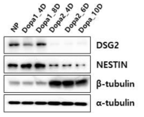 도파민성 신경세포 분화 단계에서 DSG2 발현 확인