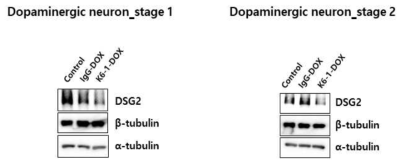 K6-1 DOX처리 후 DSG2 발현 감소여부 확인