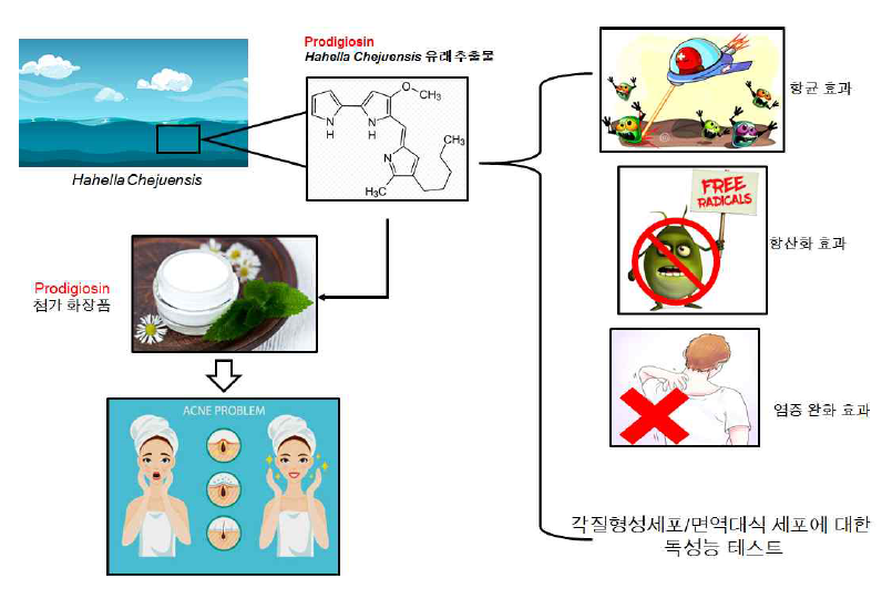 하헬라제주엔시스 유래 프로디지오신 다중 기능성 시험