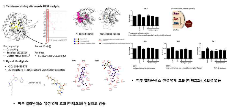 Tyrosinase assay, 타깃 유전자 4종 발현량 측정 qRT-PCR