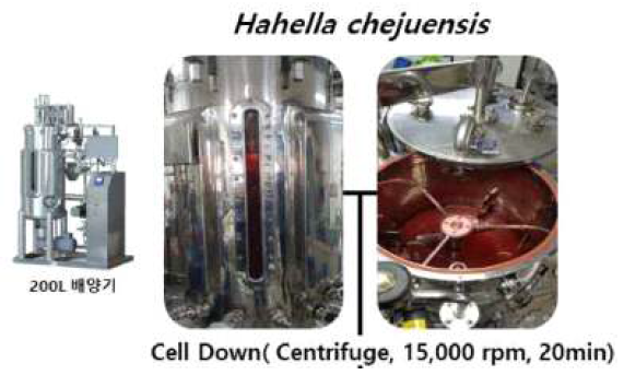 Hahella chejuensis 기반 prodigiosin 대량 배양 발효 결과