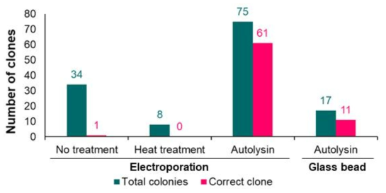 Autolysin 처리에 따른 RNP에 의한 형질전환 효율 비교