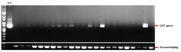 PCR을 통한 GFP 유전자의 삽입 확인 (일부 발췌)