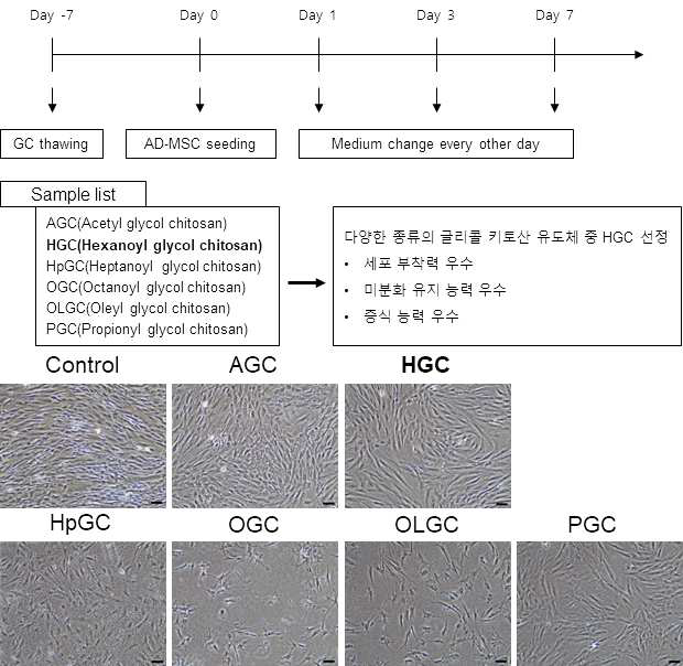 글리콜 키토산 유도체의 종류 및 처리 후 세포의 형태 변화 관찰