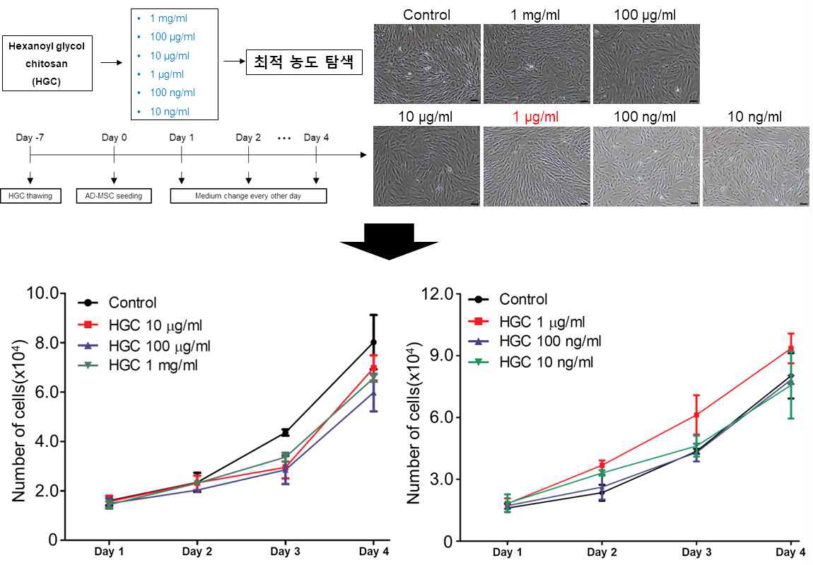 다양한 농도의 HGC 처리 후 세포의 형태 및 성장 분석