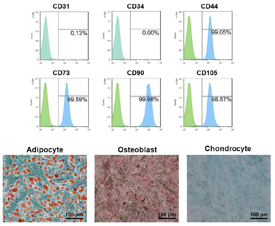 AD-MSC 세포의 특성 분석 및 분화능 확인