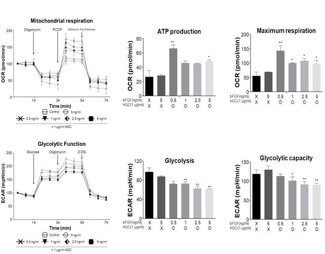 HGC 및 bFGF 장기간 처리 후 그룹 별 물질대사 능력 측정