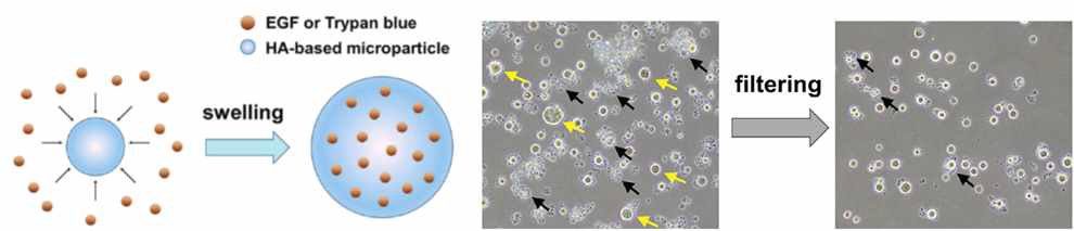 물질을 흡수한 HA 입자의 모식도와 필터링 후 일정 크기를 지닌 HA 형태