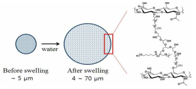 히알루론산 미립구의 제조방법 및 화학구조