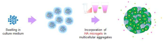 HA 미립구가 삽입된 현적세포배양법