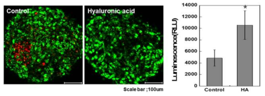 HA 미립구가 삽입된 스페로이드의 live/dead 분석 및 ATP 활성 측정결과