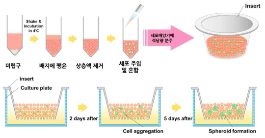 HA 미립구를 이용한 생존율이 향상된 스페로이드 대량 생산법 모식도