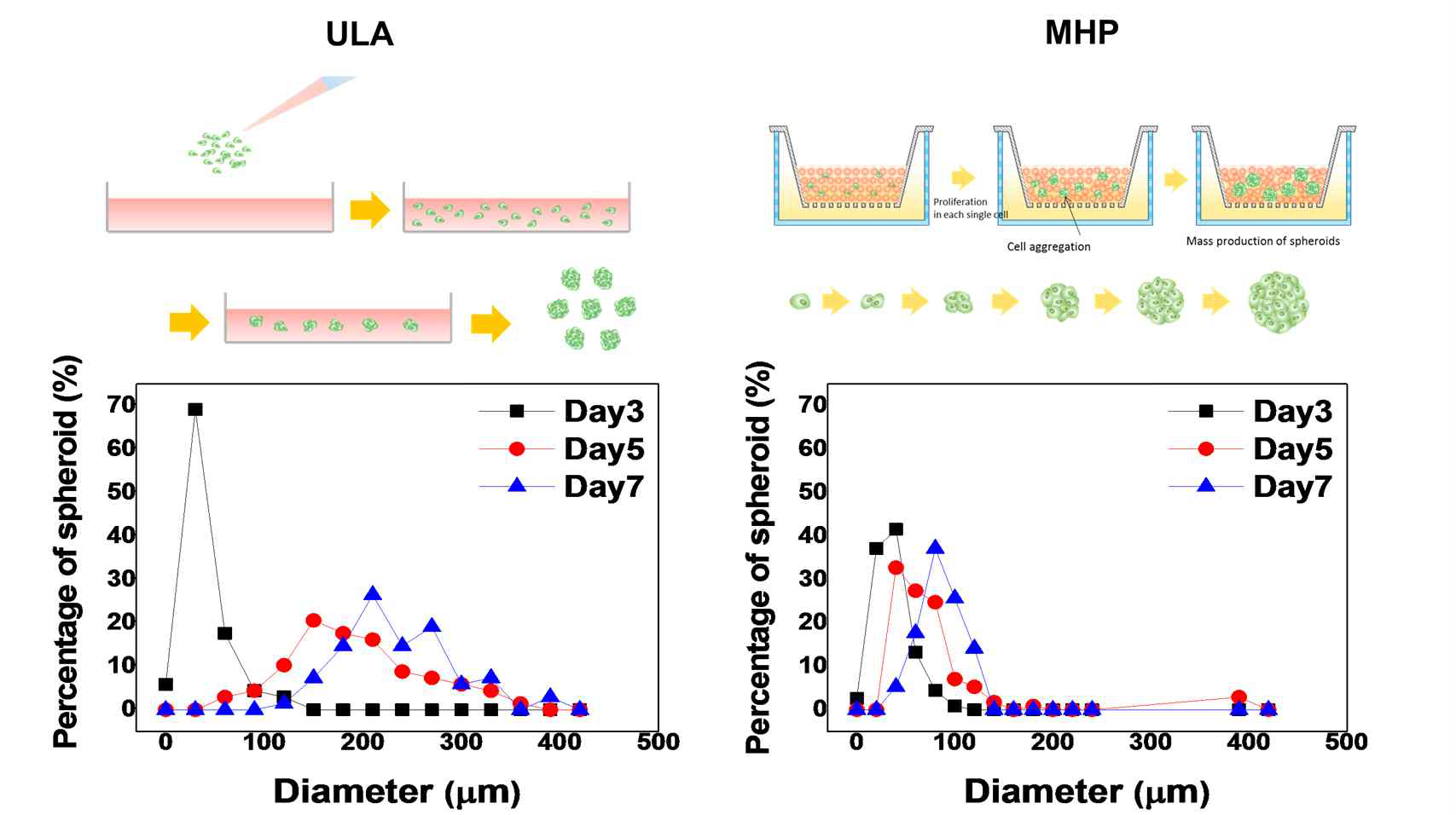스페로이드 형성 크기 및 배양 기간에 따른 스페로이드 크기 변화. ULA: 상용화된 코닝사 제품 실험결과, MHP: HA 미립구를 이용한 실험결과