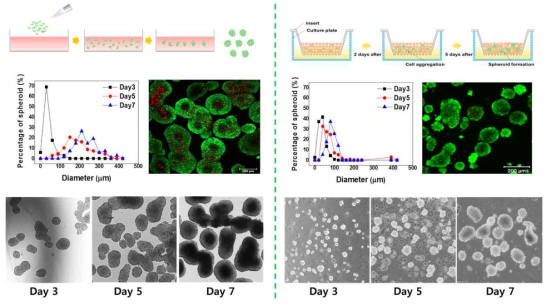 HA 미립구로 배양된 스페로이드의 크기 생존율 및 형태 관찰