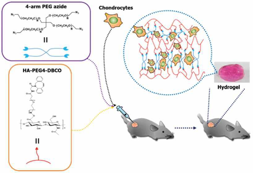 무동클릭화학을 이용한 생체 모방형 HA 하이드로젤 합성 및 세포 이식을 위한 전반적인 모식도