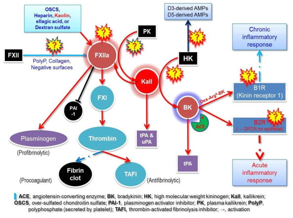 Possible involvement of contact system activation in Alzheimer’s disease